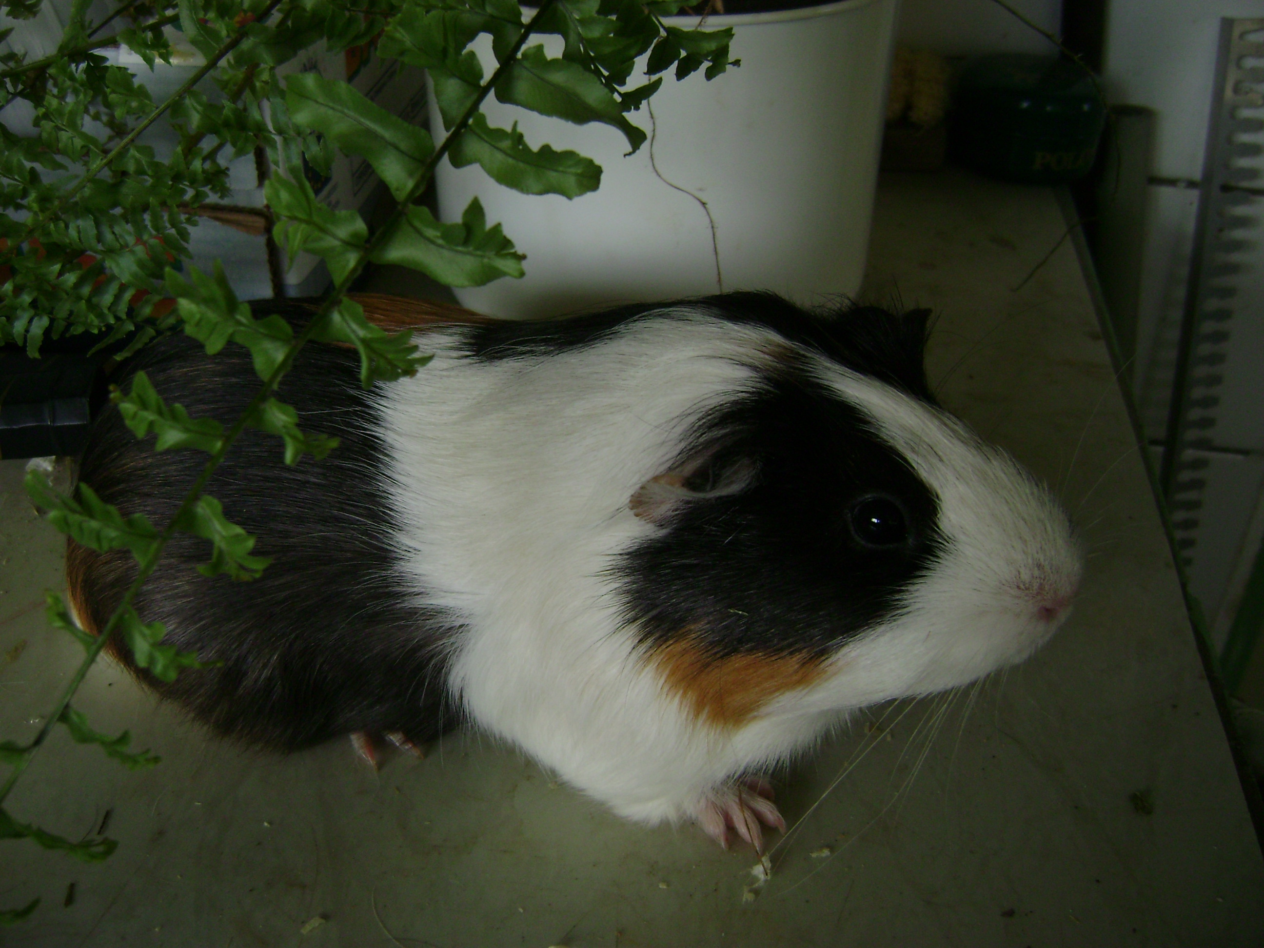 Morčící 012.jpg