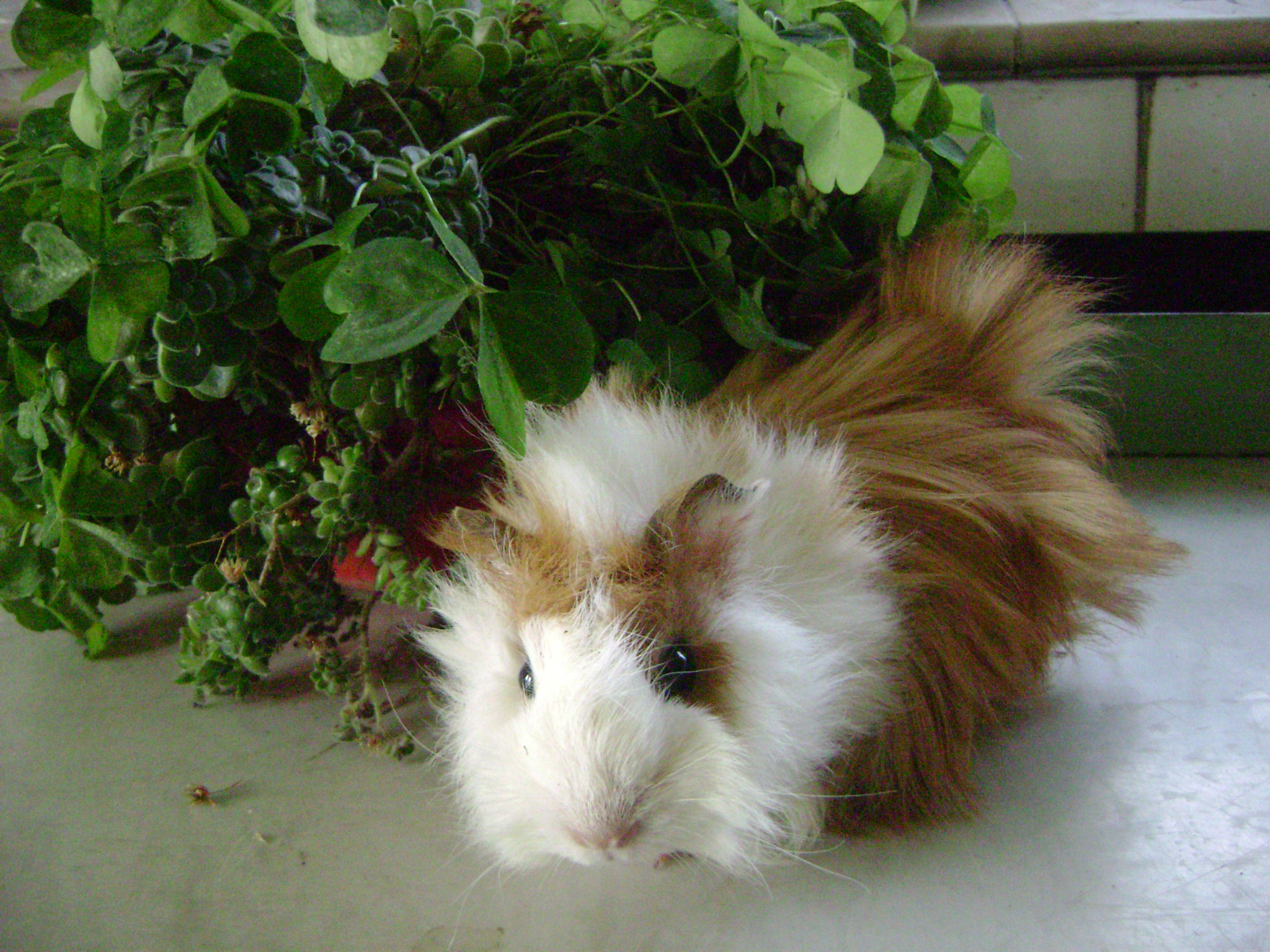 fota do 22.6.2008 191.jpg